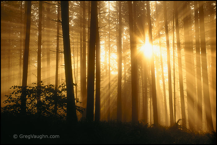 8931-4919A sun breaking through fog in a forest