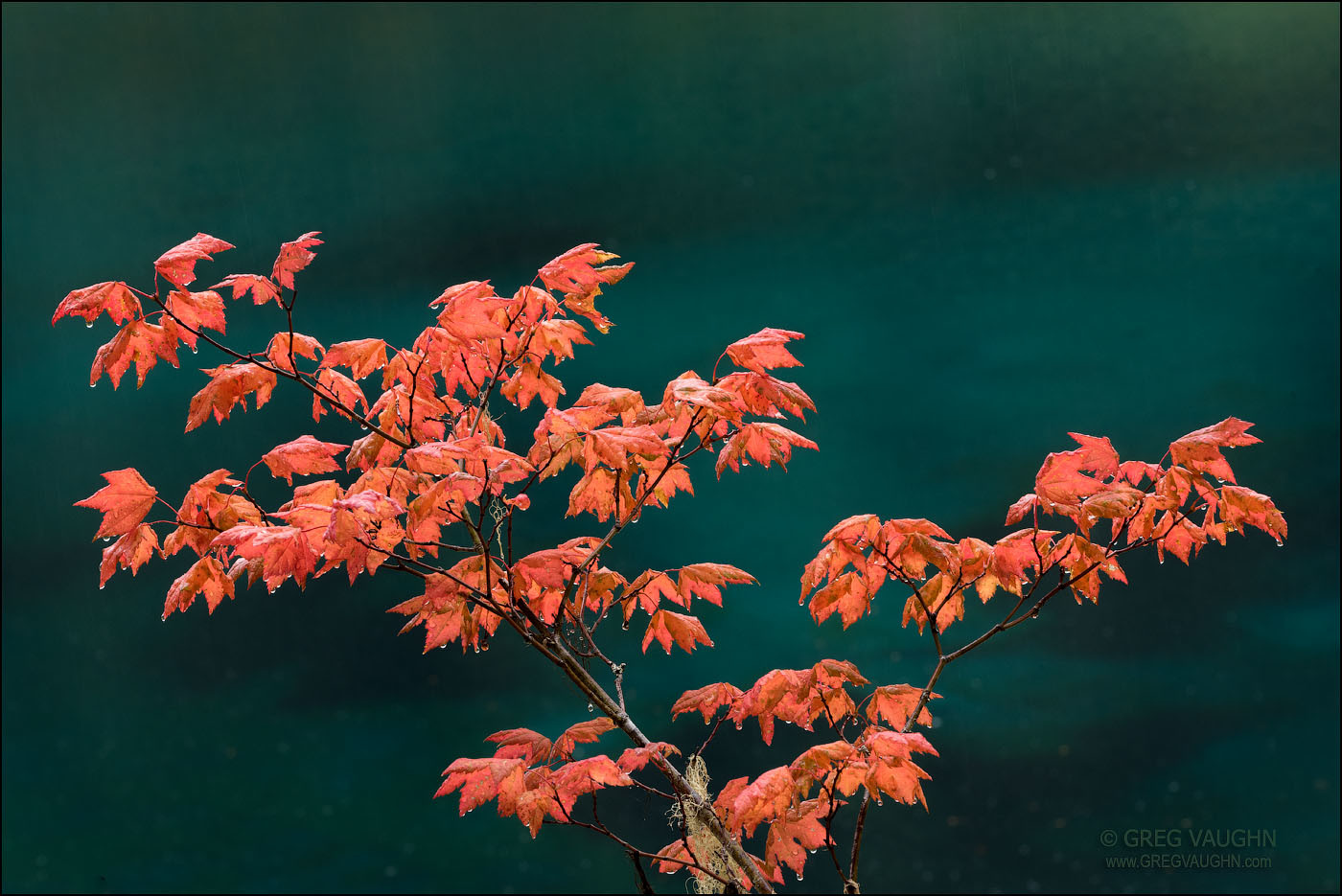 Vine Maple in Autumn - Wanders & Wonders