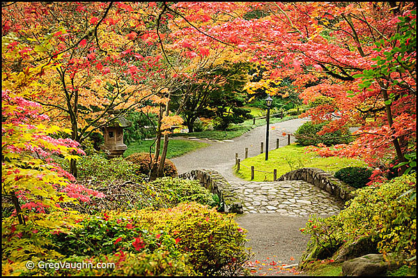 Japanese Garden in Seattle in Autumn