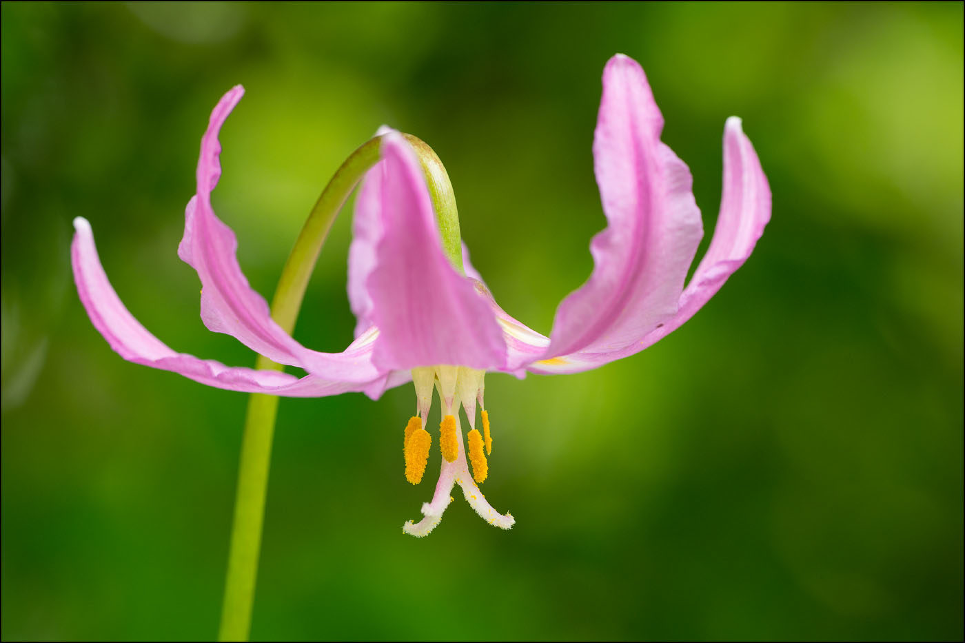 close-up of Pink Fawn Lily blossom