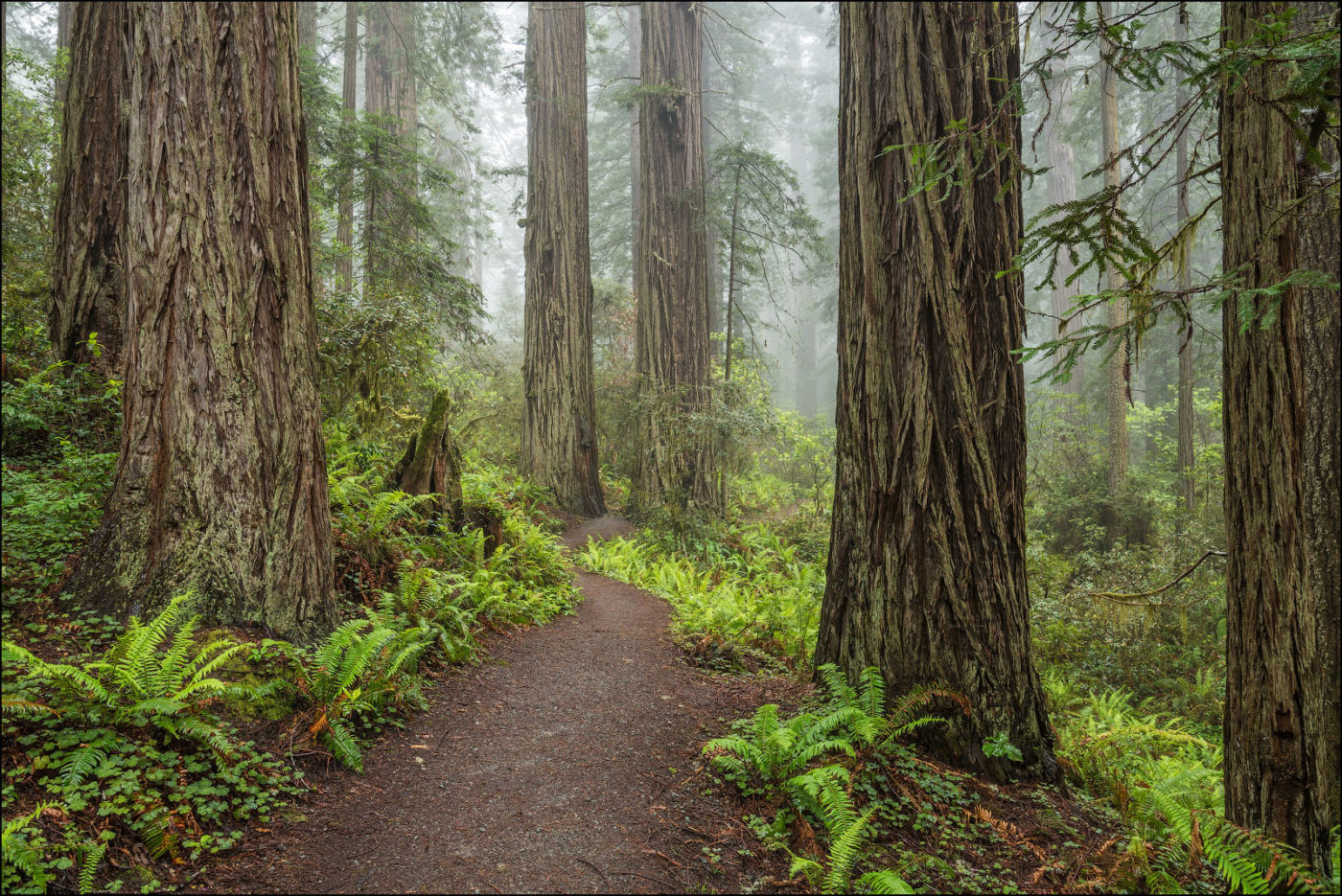 Trail through Lady Bird Johnson Grove, Redwoods State and National Parks, Calfornia.