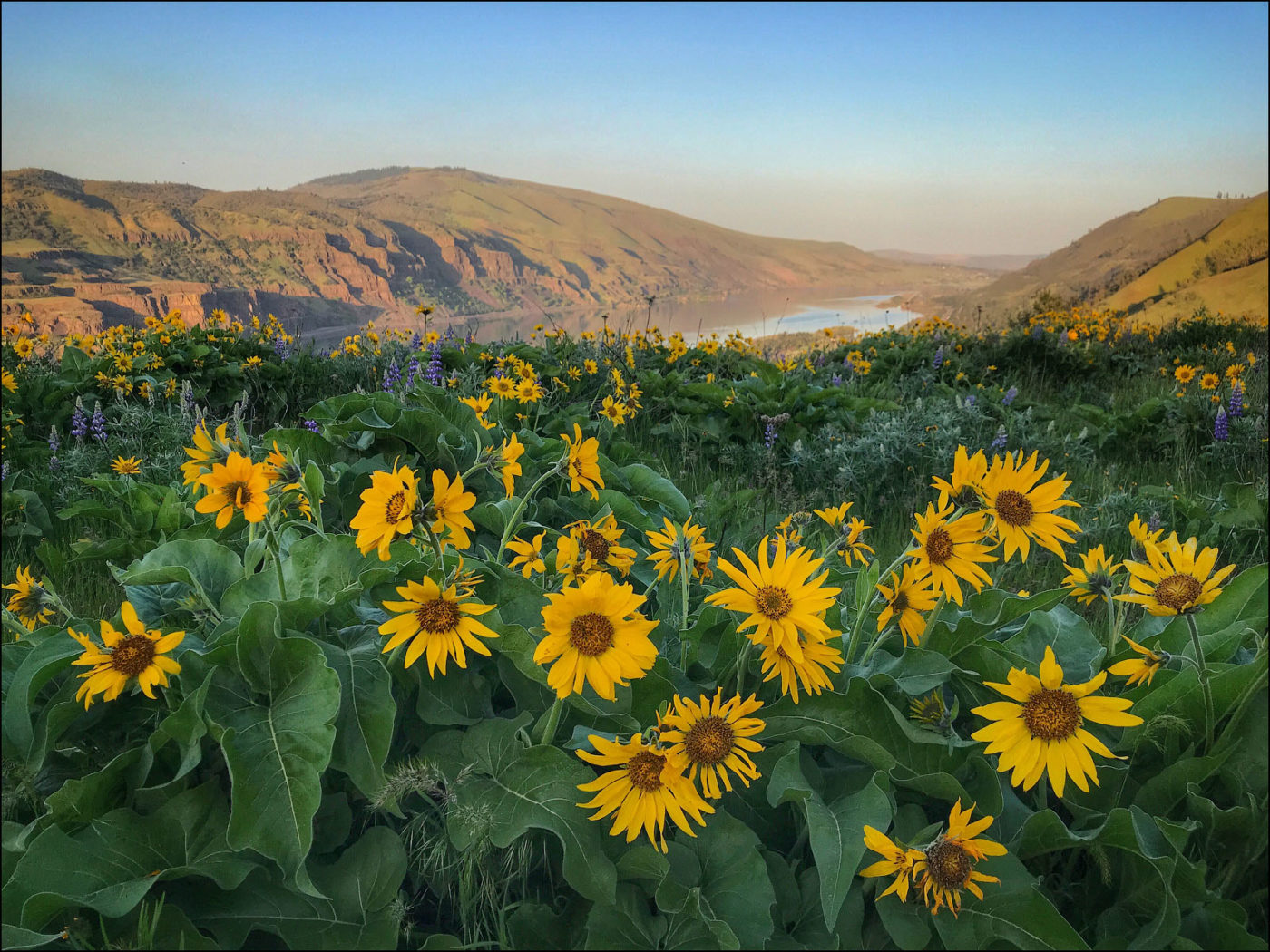 Balsamroot at Tom McCall Preserve, Rowena, Oregon, in the Columbia River Gorge.