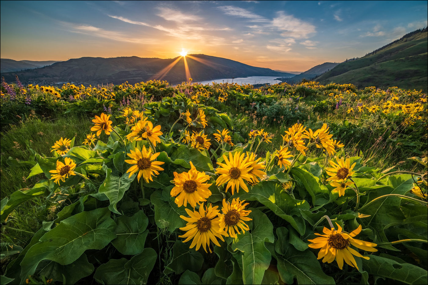 Balsamroot at The Nature Conservancy's Tom McCall Preserve overlooking the Columbia River Gorge in Oregon.