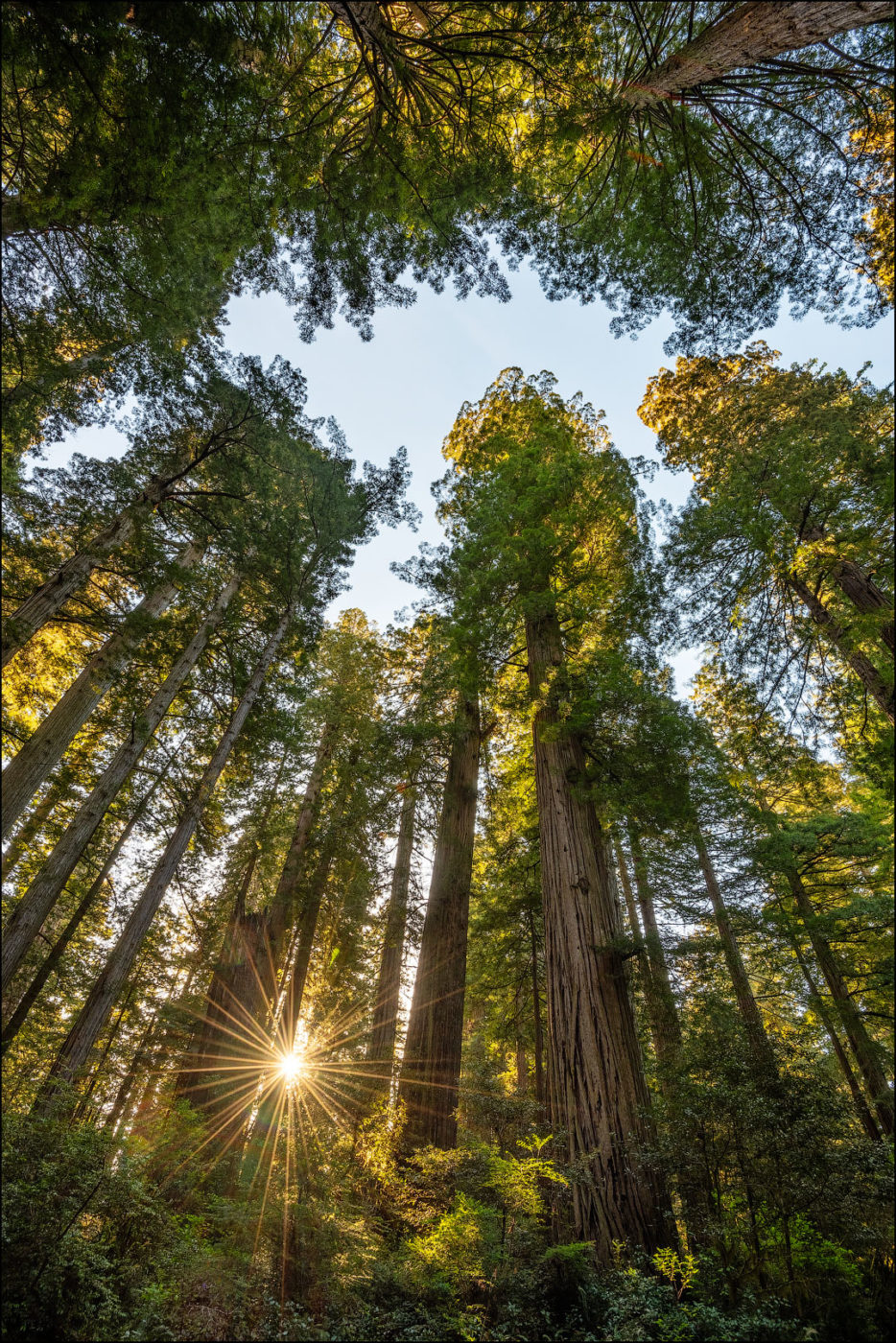 Redwood trees in the Lady Bird Johnson Grove, Redwoods National and State Parks, California.