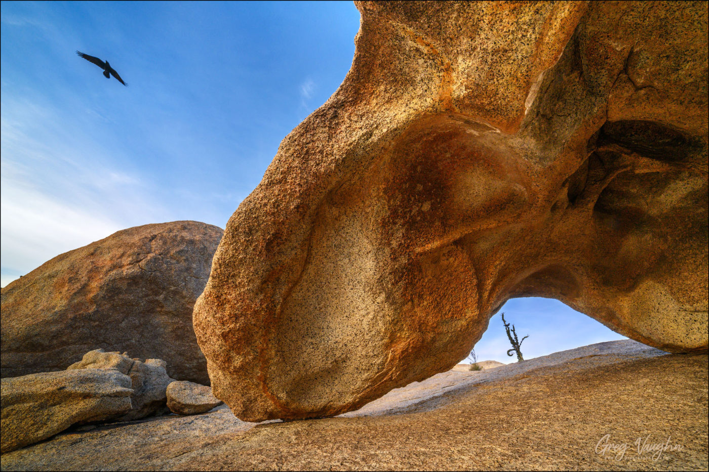 Raven flying over a sandstone rock formation in the Catavina desert of central Baja California, Mexico.