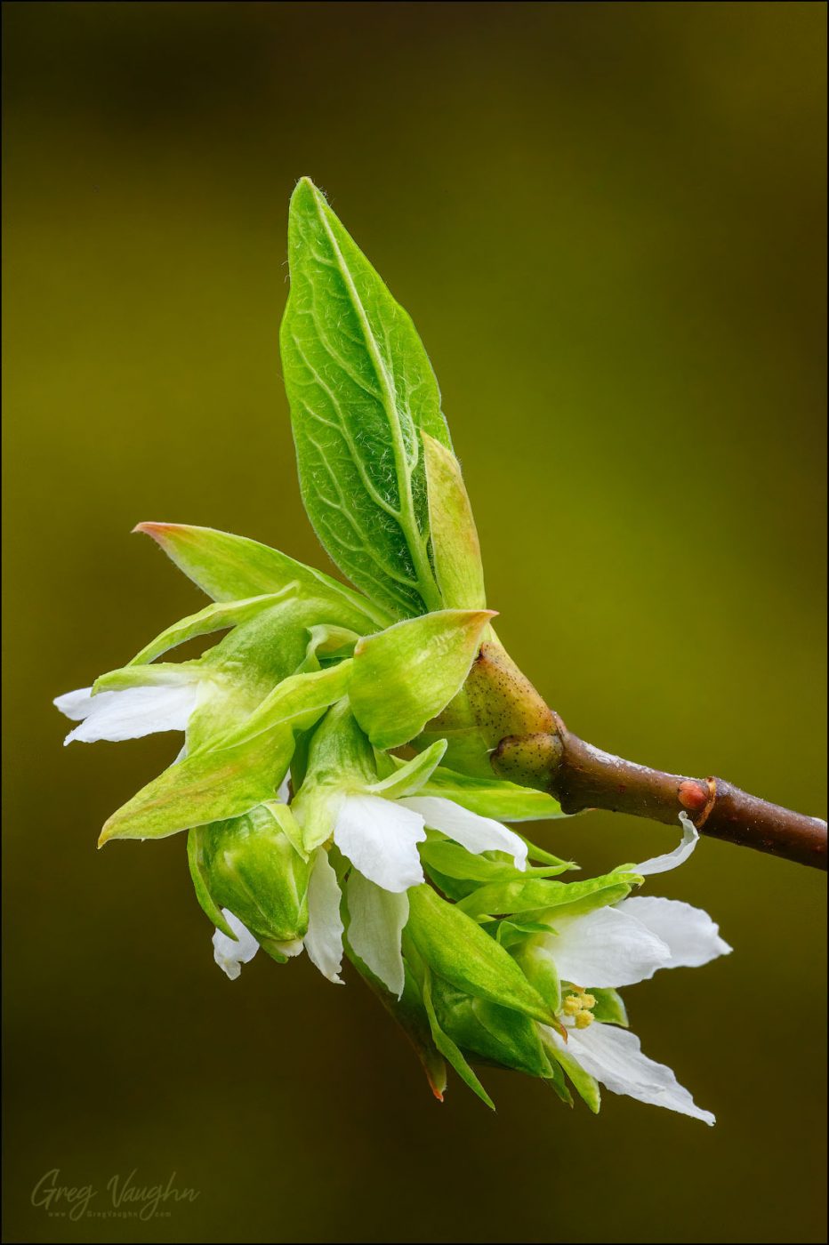 Close-up photograph of Osoberry blossoming at Mount Pisgah Arboretum