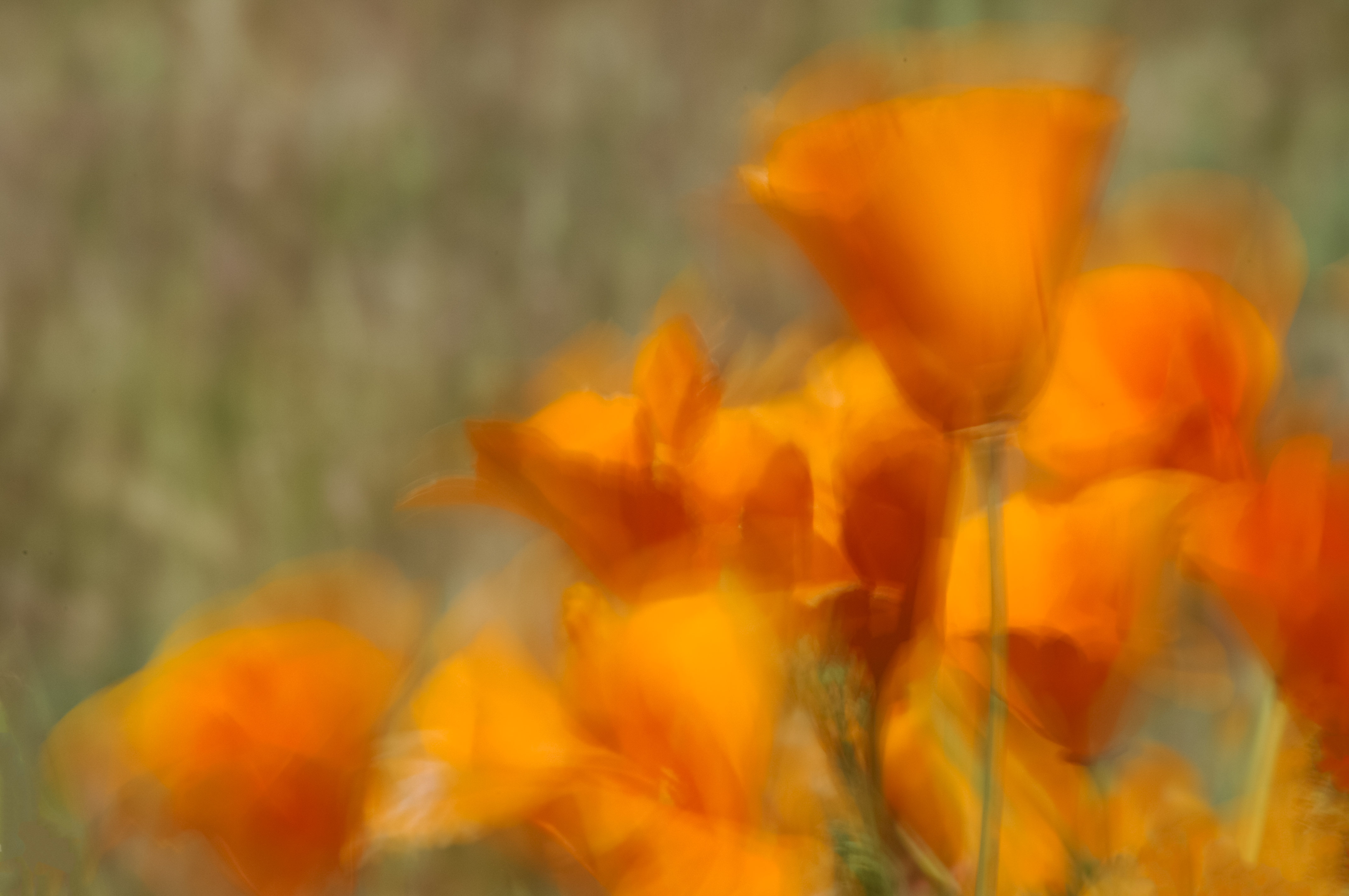 California poppies blurred due to wind during exposure