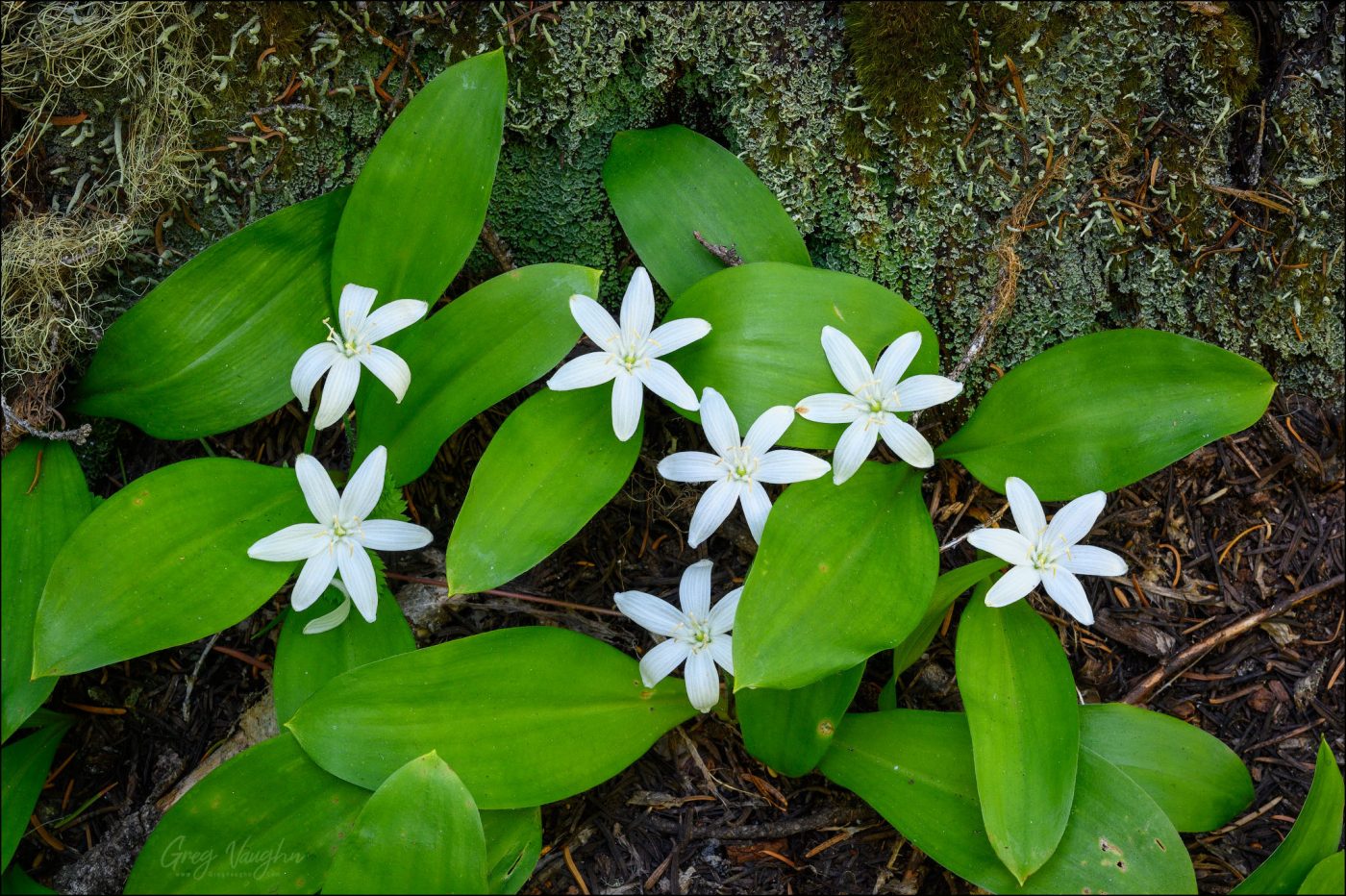 photograph of Bead Lily flowers and leaves