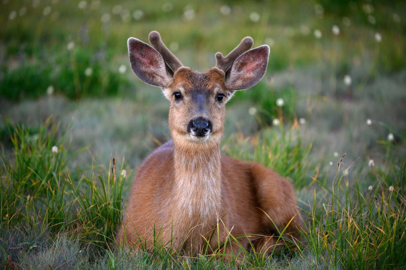 young blacktail deer resting