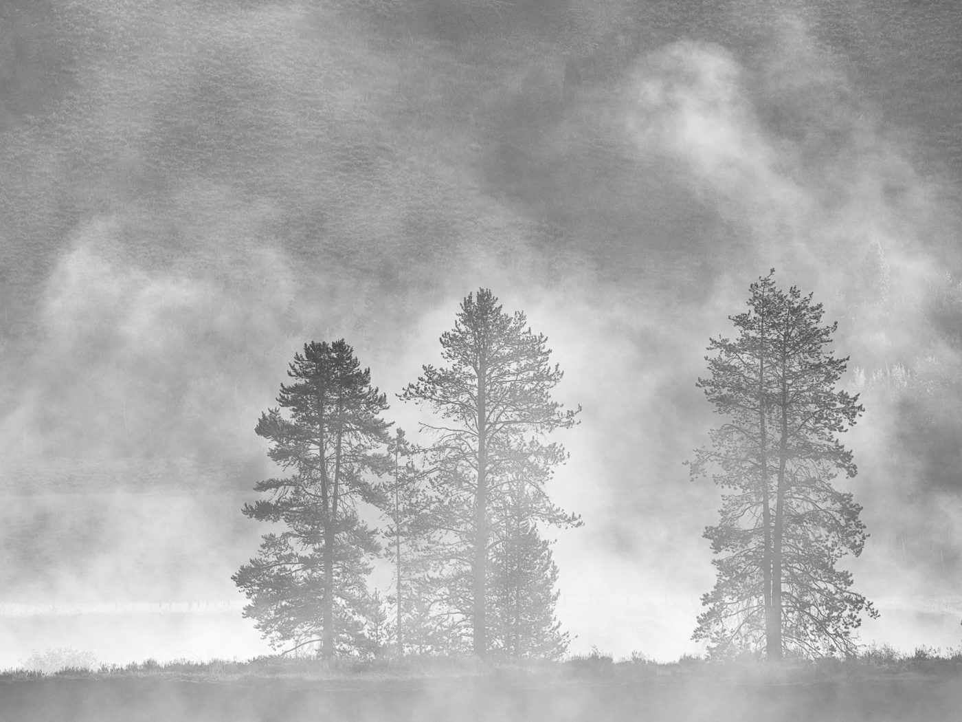 pine trees and fog