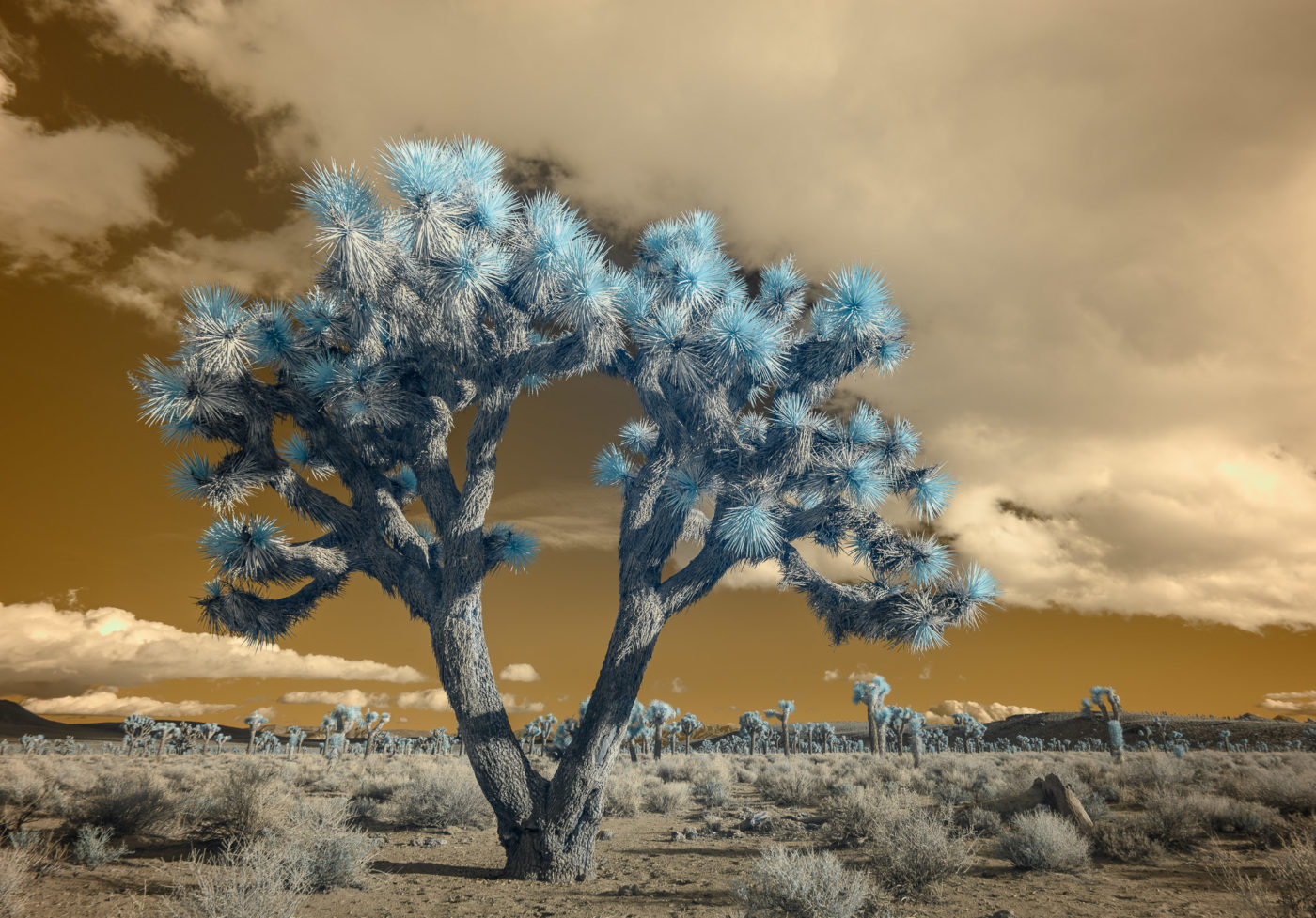 Supercolor infrared photo of Joshua trees