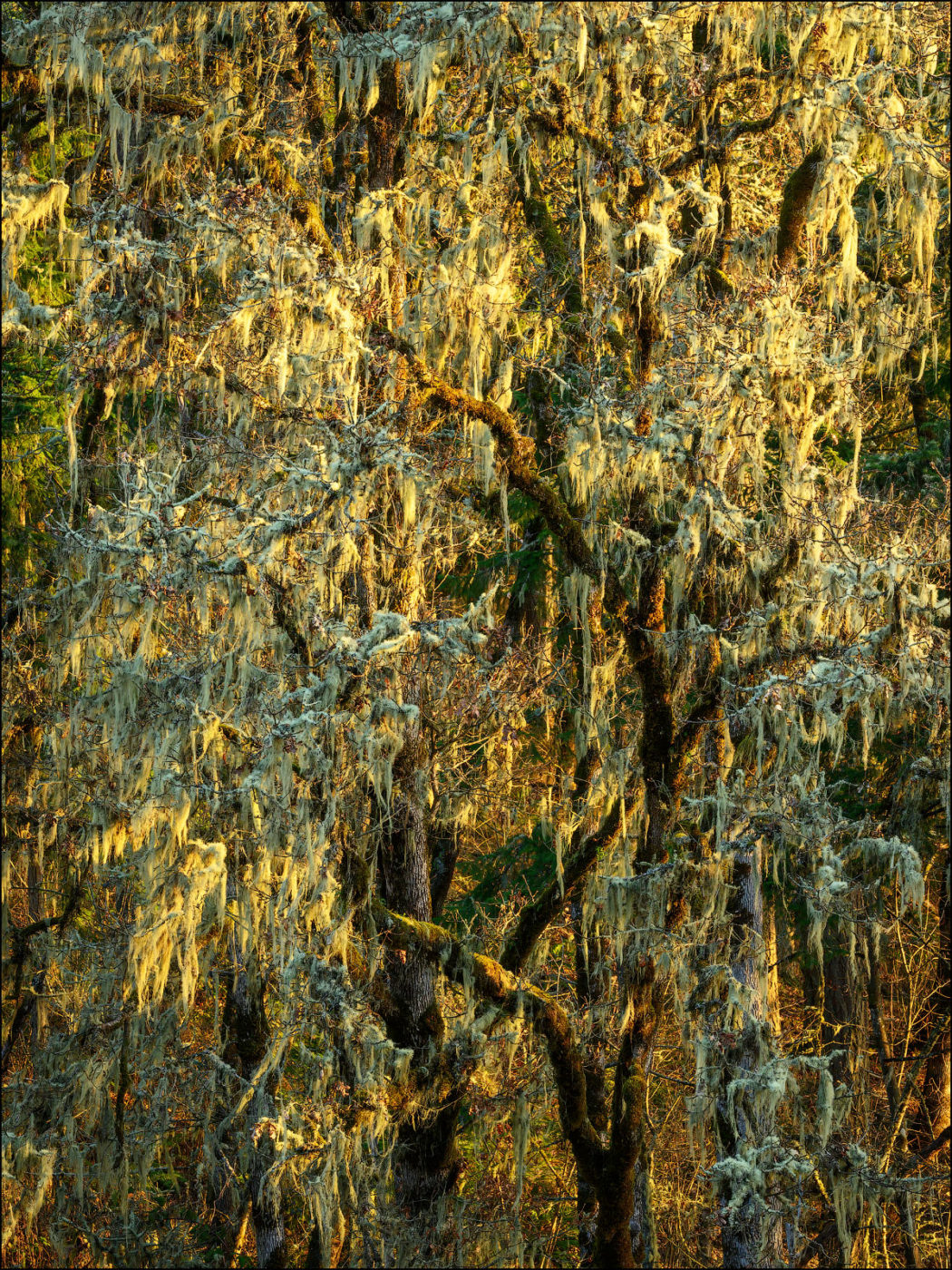 An Oregon oak tree in winter with sunlit lichen hanging from bare branches.
