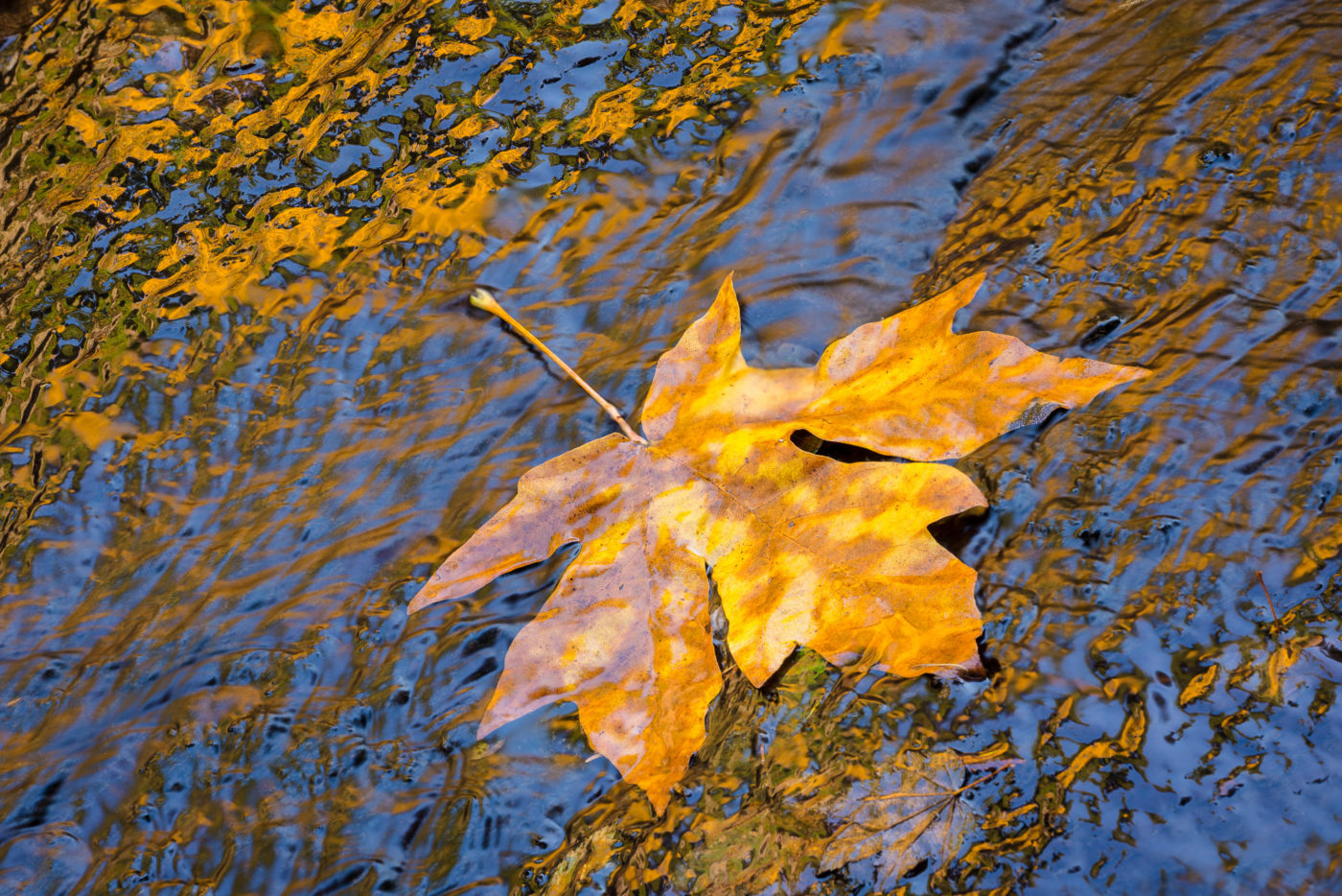 maple leaf in river