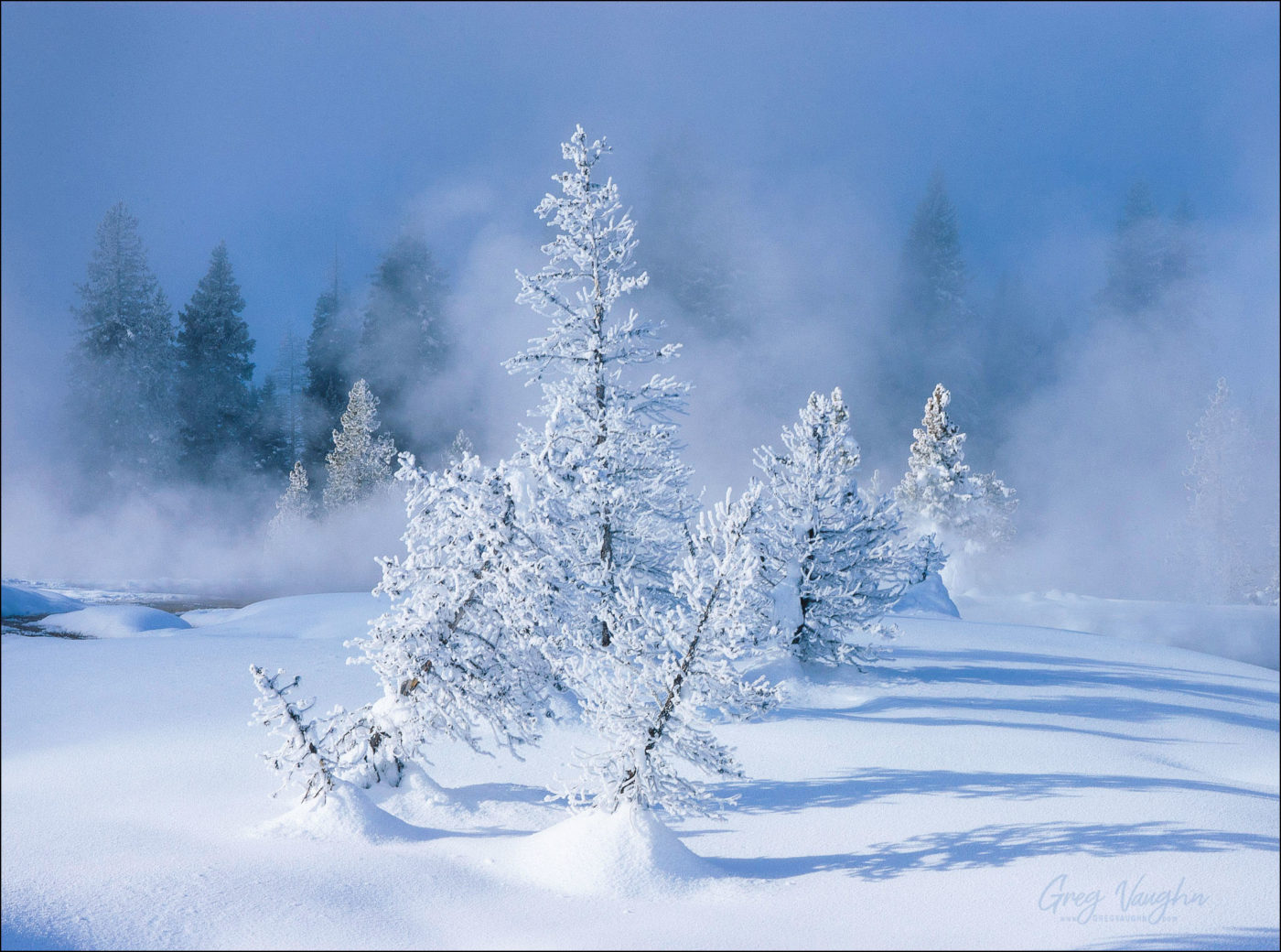 Frost and snow-covered pine trees; West Thumb Geyser Basin, Yellowstone National Park, Wyoming.