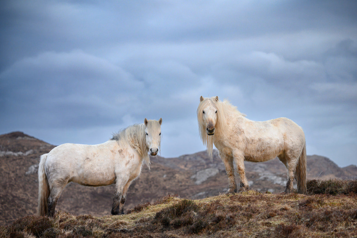 profile view of two white ponies standing on a ridge