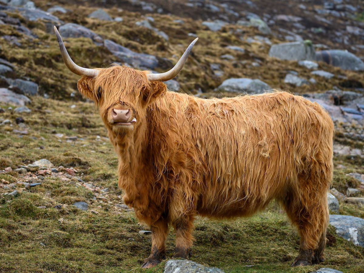 side view of a reddish-brown highland cow with long horns