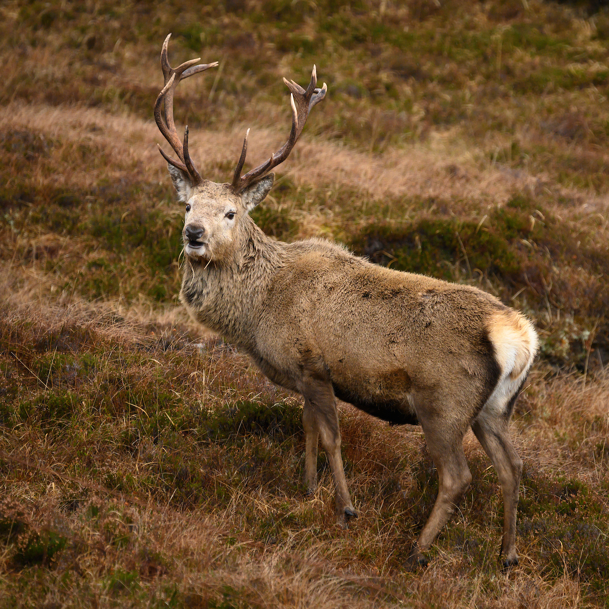 Red deer stag or buck with large antlers looking at the camera
