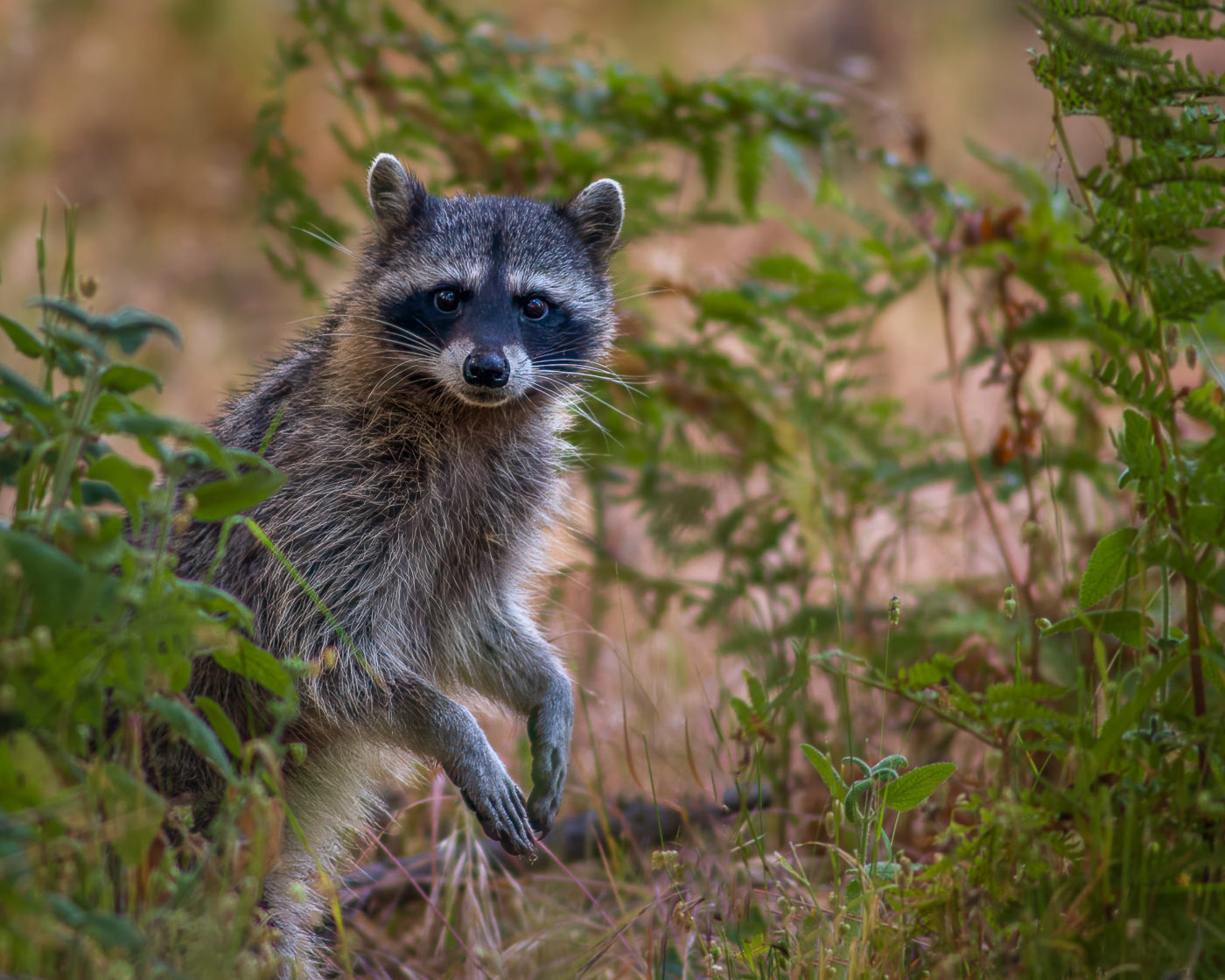 a raccoon standing and looking at the photographer