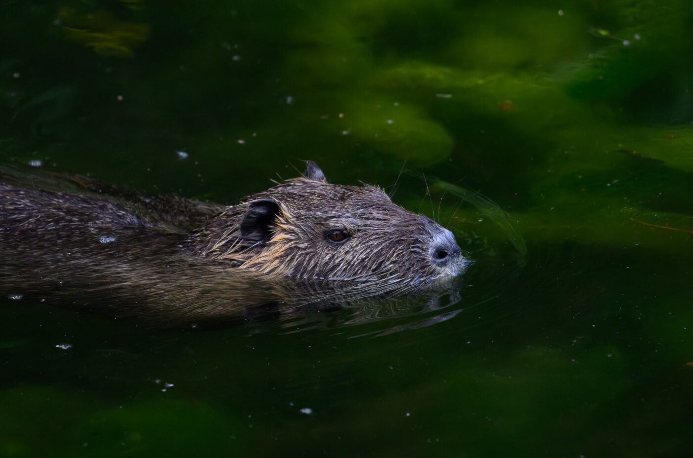 A Nutria swimming in a small pond 