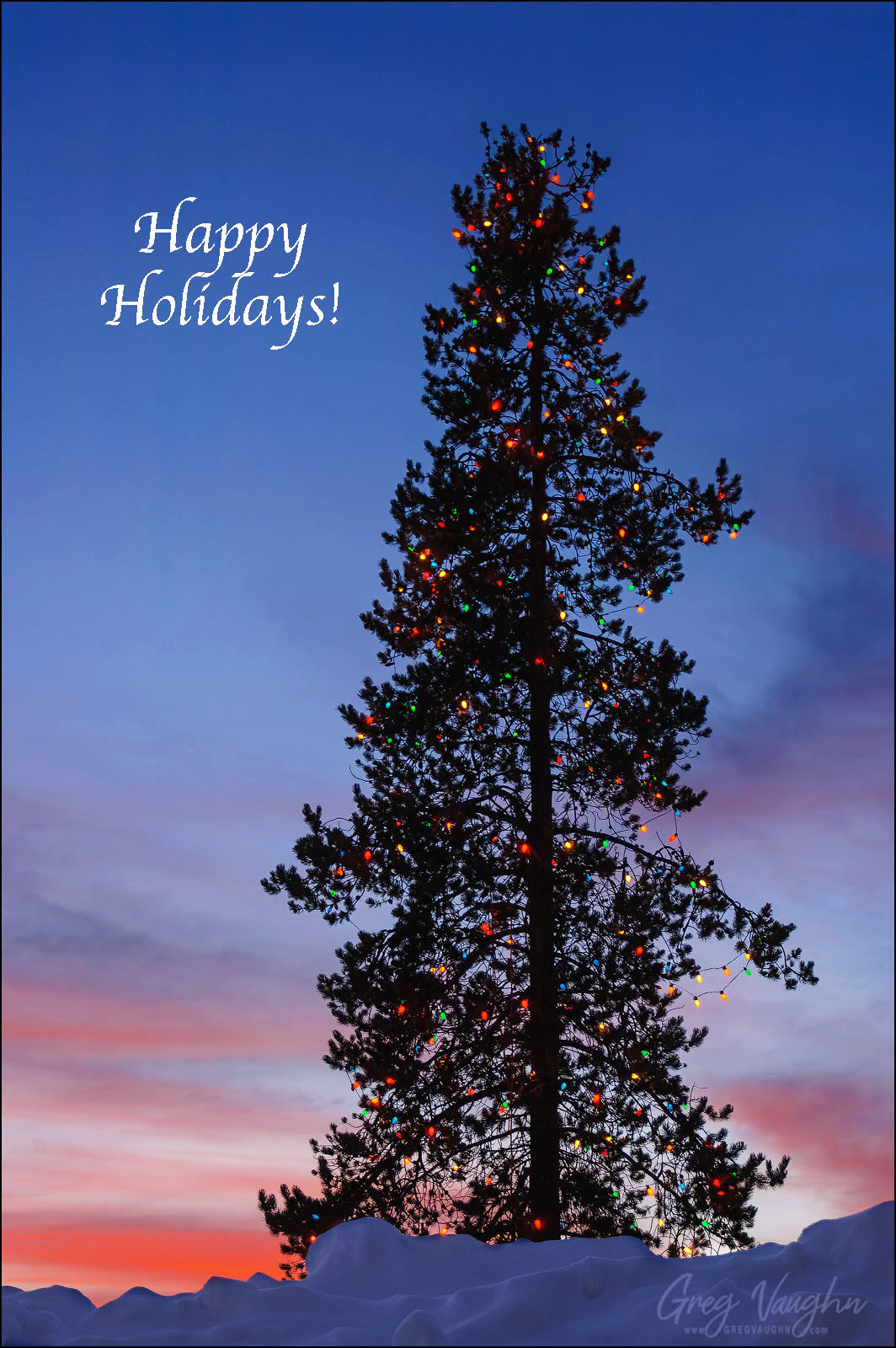 A tall pine tree with multi-colored lights with a dusk sky behind