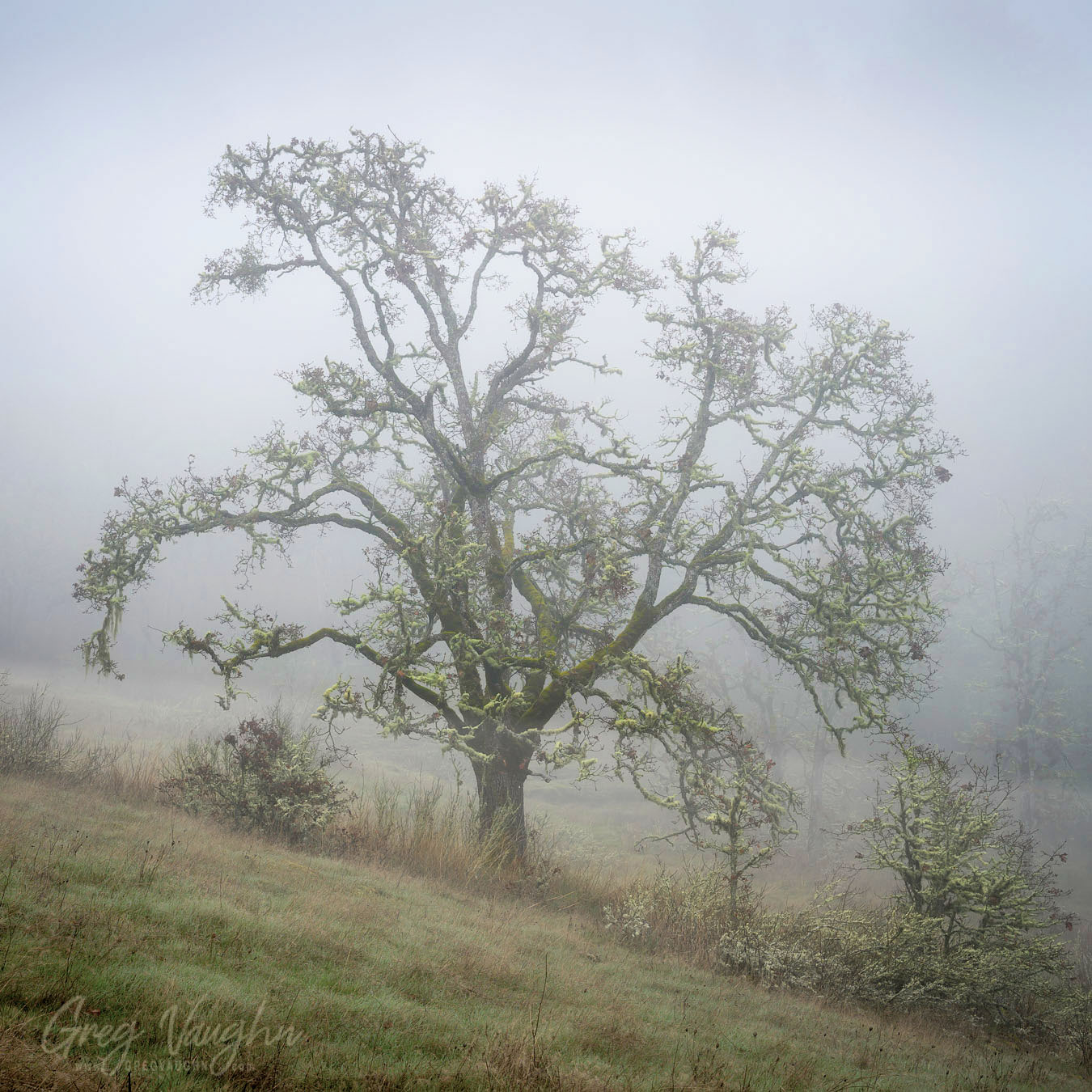 A barren oak tree in the fog.